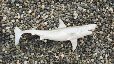 Toy Shark On Beach clipart