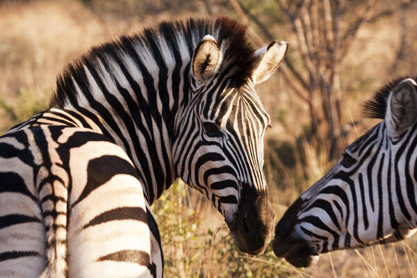 Two zebras touch their muzzles while moving through the brush at a game preserve in South Africa. With characteristic black and white stripes, zebras are odd-to