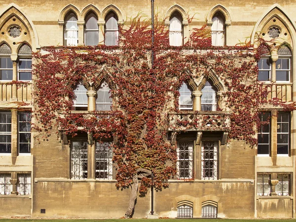 Ivy on Christ Church College — Stock Photo, Image