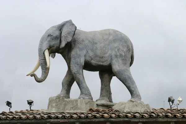 Elefant auf dem Dach — Stockfoto