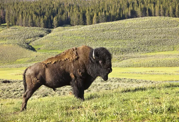 Mannelijke buffels in yellowstone — Stockfoto