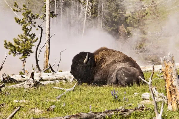 Buffalo in de buurt van hete lente — Stockfoto