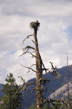 Osprey aile yuvası içinde