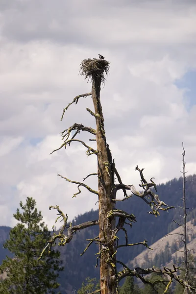 Osprey ครอบครัว ใน Nest — ภาพถ่ายสต็อก