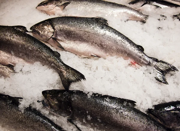 Lax på fiskmarknaden — Stockfoto