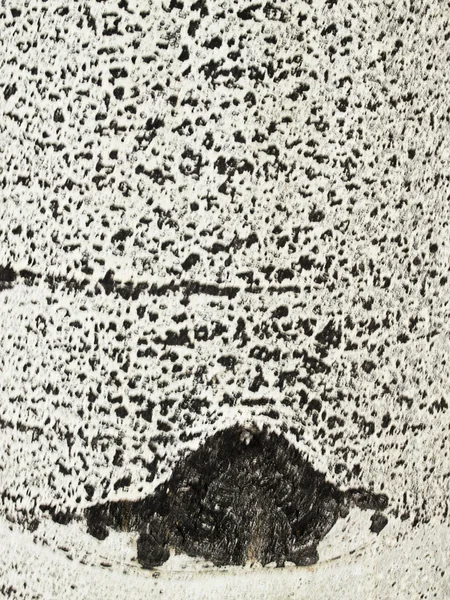 Absract Padrão de casca de árvore de Aspen — Fotografia de Stock