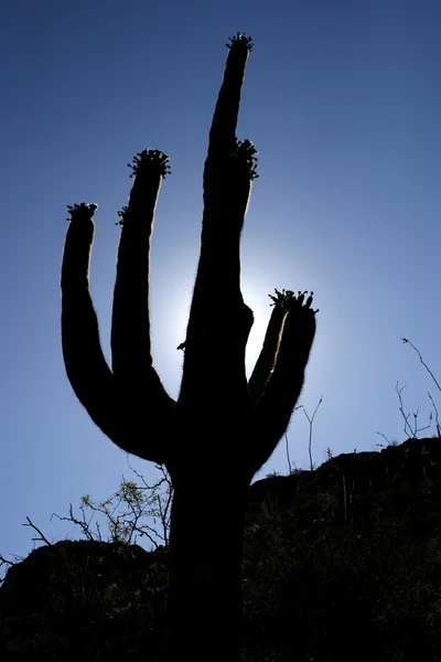 Silhouette di cactus — Foto Stock