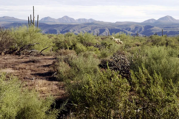 Arizona Desert scene — Stock Photo, Image