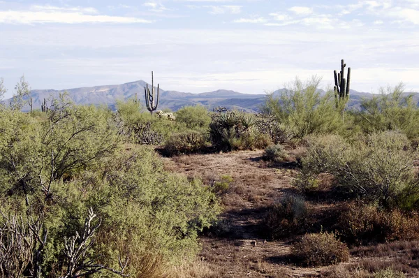 Arizona Desert scene — Stock Photo, Image