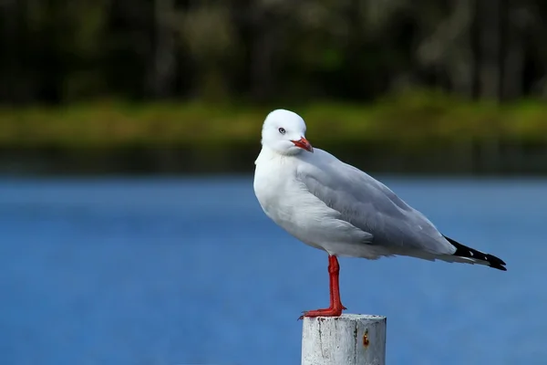 Sea gull standing on a white post — Stock Photo, Image