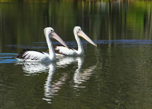 stock image Two Pelicans