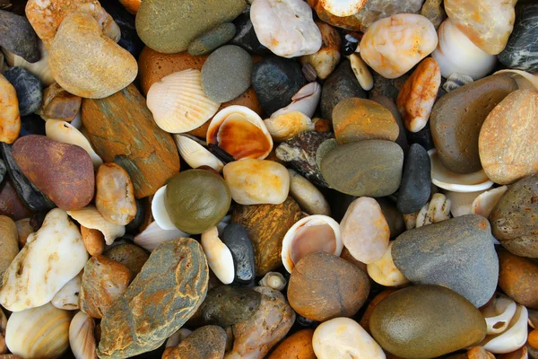 Stock image Pebbles and Shells