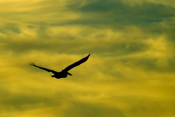 Stock image Flying Away