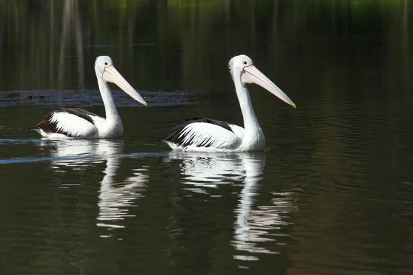 stock image Two Pelicans