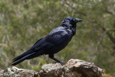 Australian Raven clipart