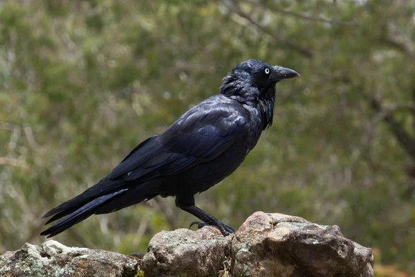 Ausztrál raven Stock Kép