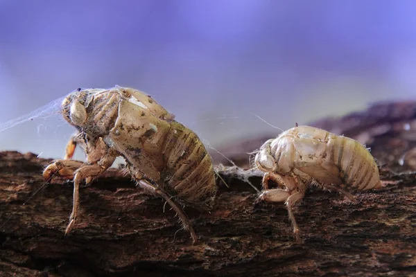Two Cicada Shells — Stock Photo, Image