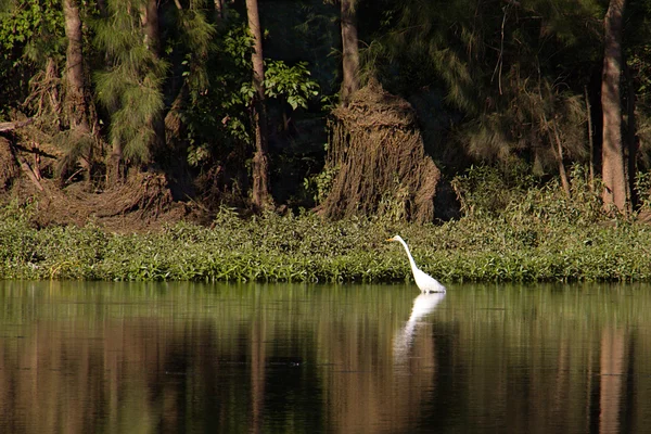 stock image White Heron Hunting