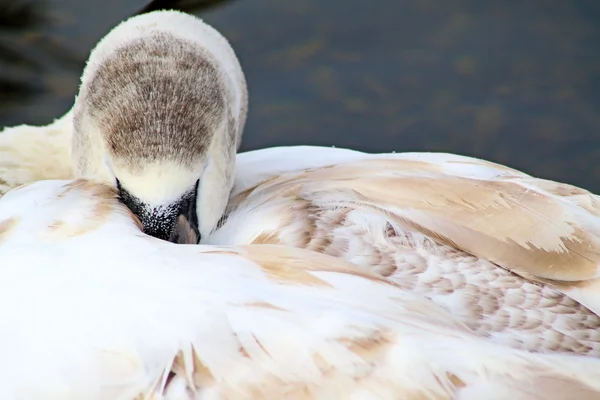 Mute Swan Cygnet — Stok fotoğraf