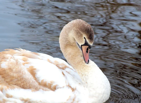 Young Swan — Stock Photo, Image