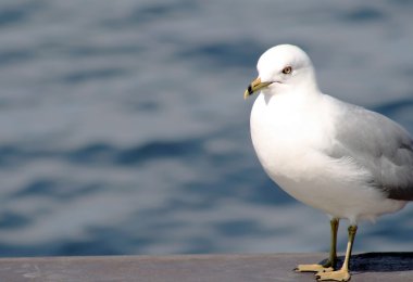 Seagull At Edge Of Pier - calm blue waters in background clipart