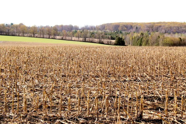 Kukuřičné pole po sklizni — Stock fotografie