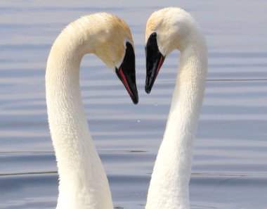 Swan Love clipart