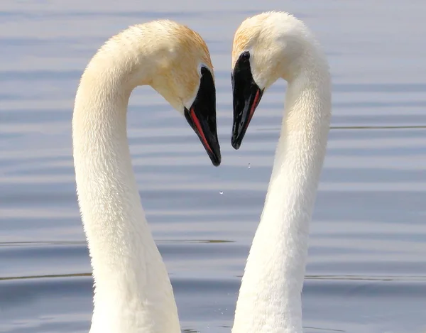 Swan Love — Stock Photo, Image