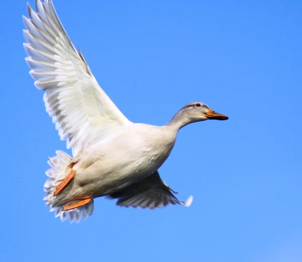 O pato branco — Fotografia de Stock