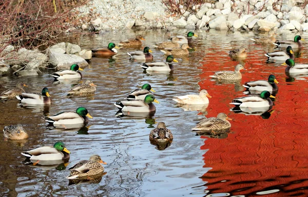 Tőkés kacsák a tóban청둥오리 오리 연못에 — Stock Fotó