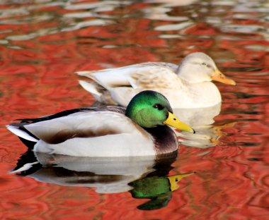 Ducks That Are Different clipart