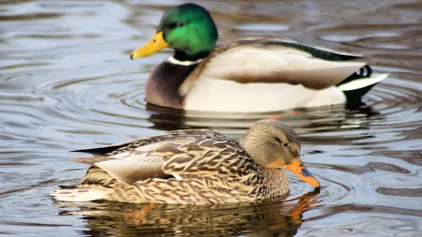 Mallard Ducks - Breeding Pair — Stock Photo, Image