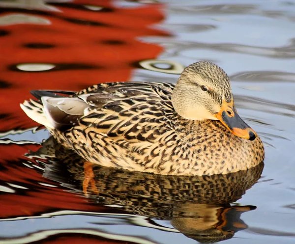 Kachna na krásné vody — Stock fotografie