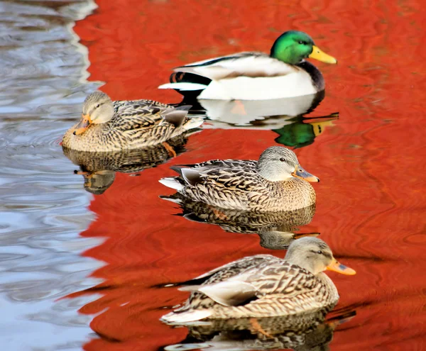 Mallard patos en hermosas aguas —  Fotos de Stock
