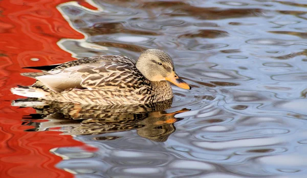 在美丽的水域上野鸭 — 图库照片