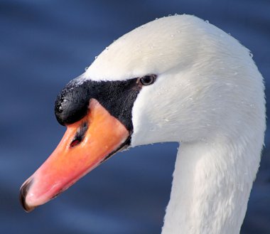 Mute swan profili