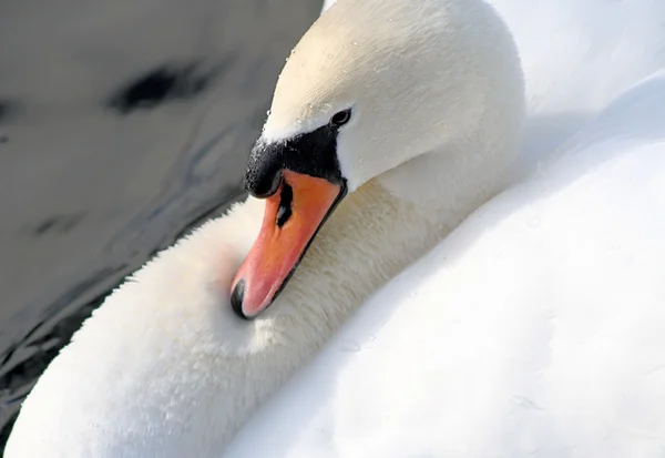 Cisne mudo bonito — Fotografia de Stock