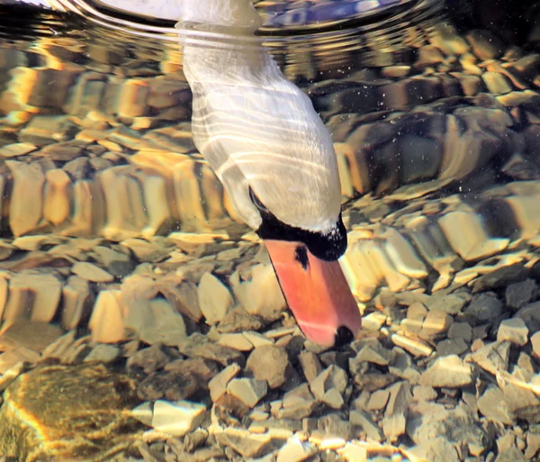 Swan utfodring - under vattnet — Stockfoto