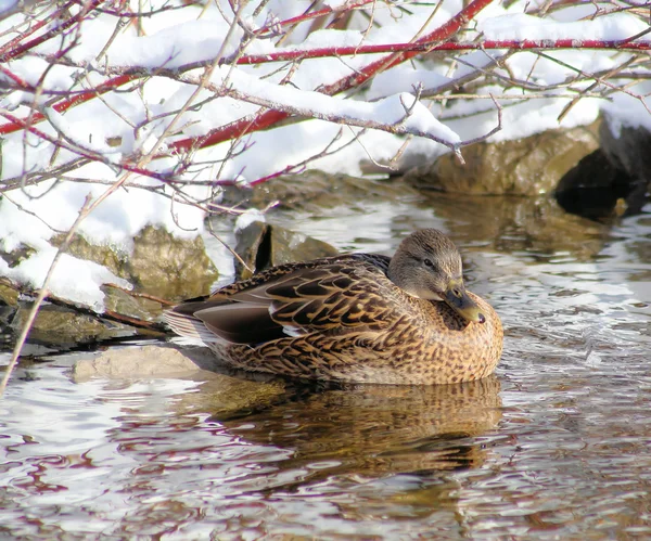 stock image Hiding Mallard