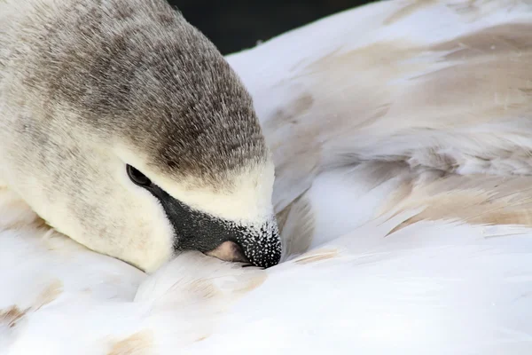 Young Mute Swan Keeping Warm — Stock Photo, Image