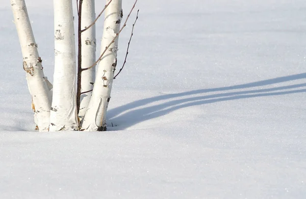 Björkträd på vintern — Stockfoto