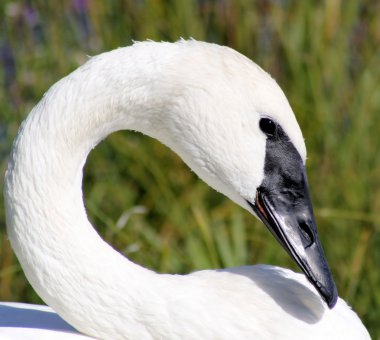 Beautiful Trumpeter Swan clipart