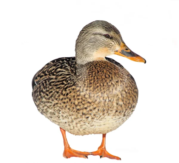 Mallard duck vrouwelijke — Stockfoto