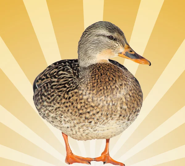 Mallard Duck Female — Stock Photo, Image