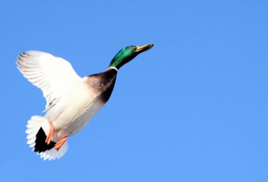 Heading Into Open Skies - Beautiful Mallard Duck clipart