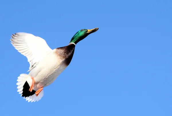 Heading Into Open Skies - Beautiful Mallard Duck Royalty Free Stock Images