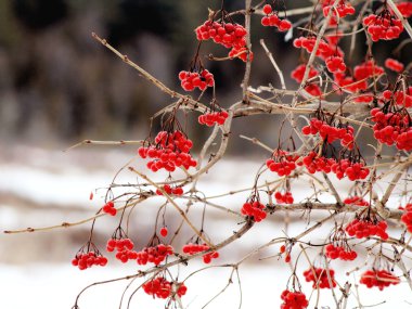 Highbush Cranberry - Viburnum trilobum clipart