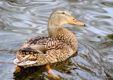 Mallard Duck Female clipart