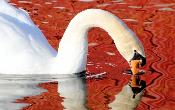 Cisne bonito e reflexão — Fotografia de Stock
