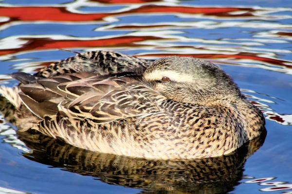 Mallard Duck Resting — Stock Photo, Image